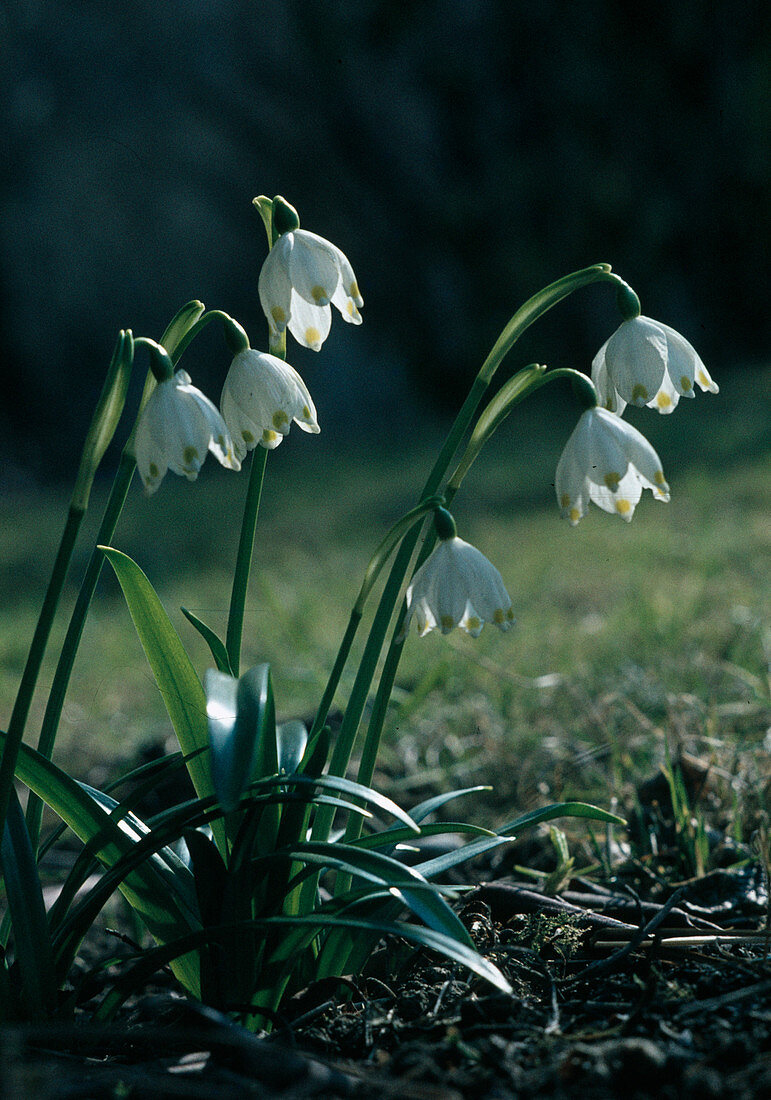 Spring knot flower Märzenbecher, Leucojum vernum