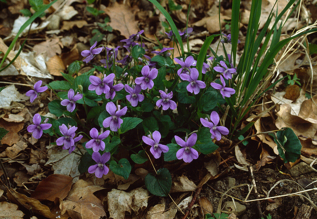 Wood Violets