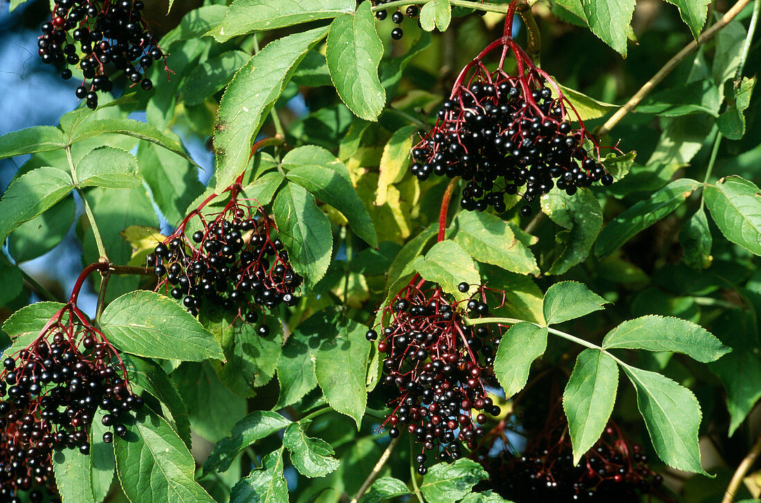 Schwarze Holunderbeeren