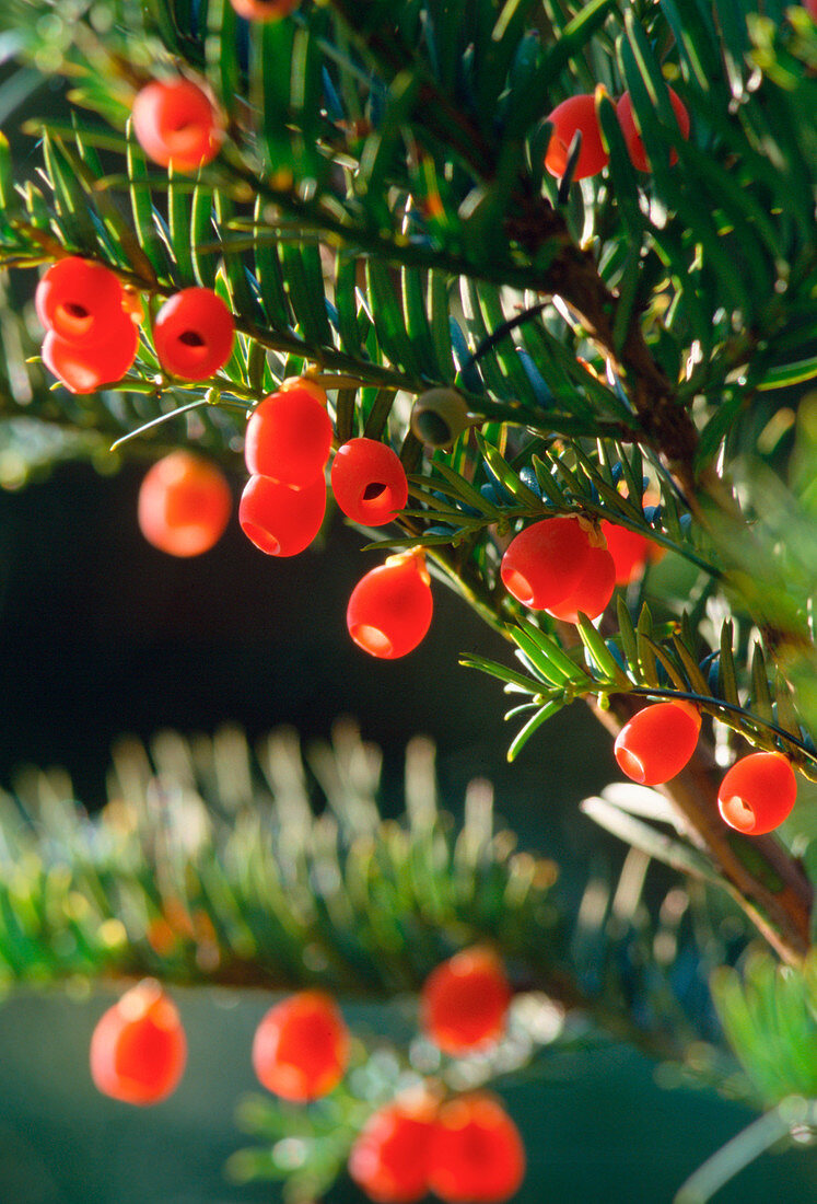 Taxus baccata (Gemeine Eibe) mit Früchten,