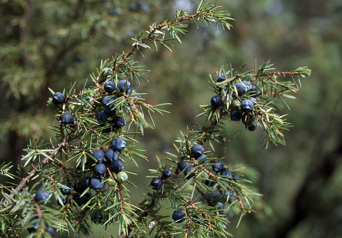 Juniperus communis with blue-black berries