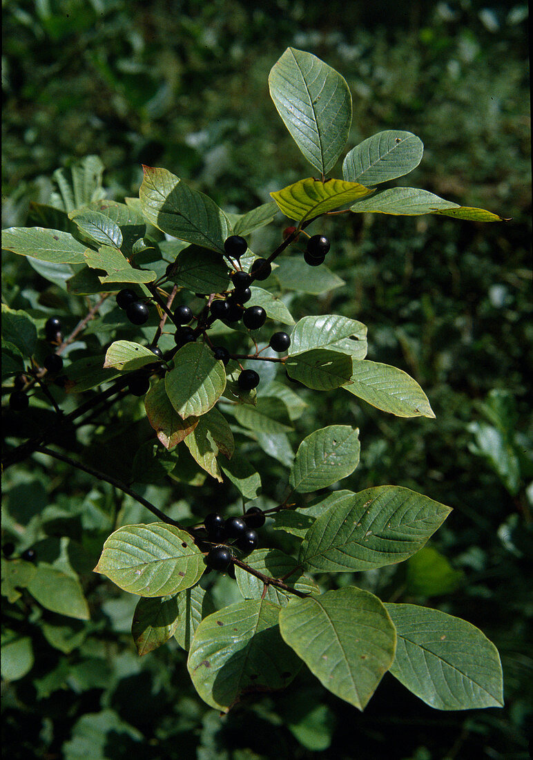 Rhamnus frangula (common sloth tree)