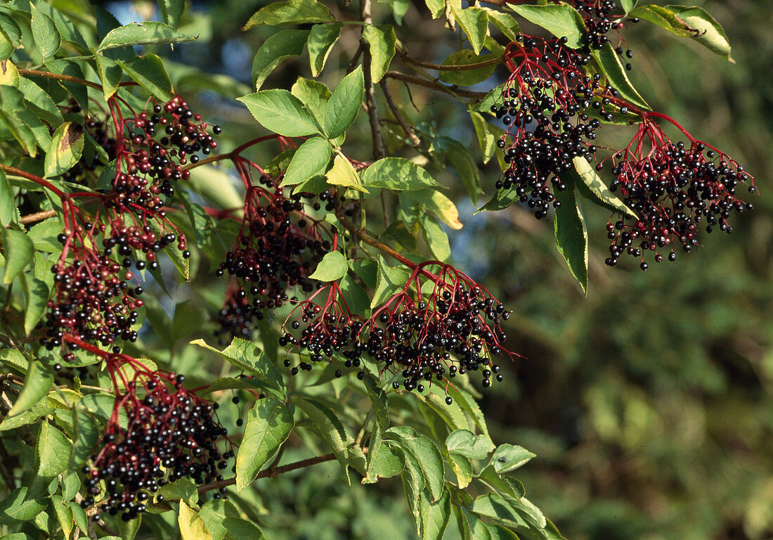 Schwarze Holunderbeeren