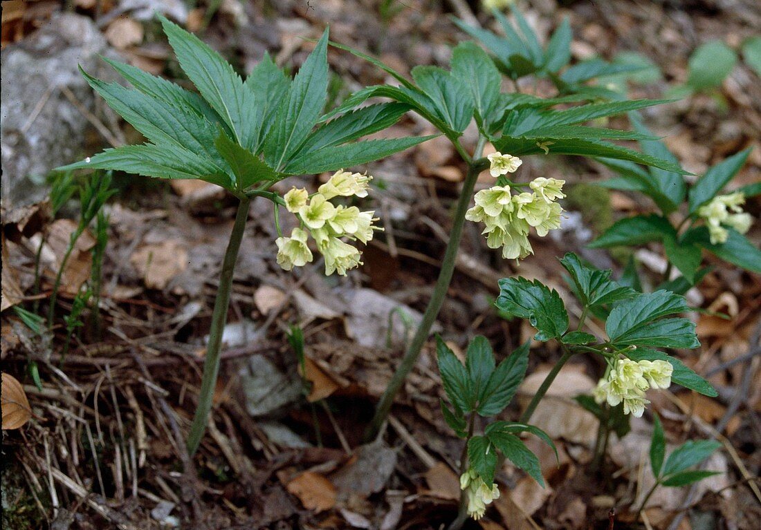 Whorl-leaved toothwort (Cardamine enneaphyllos)