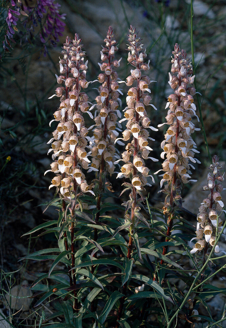 Digitalis ferruginea (Rostfarbiger Fingerhut)