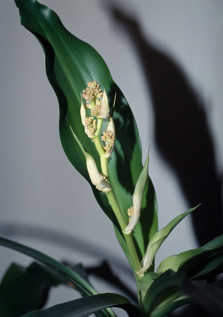 Dracaena fragans (Drachenbaum) treibt Blüten