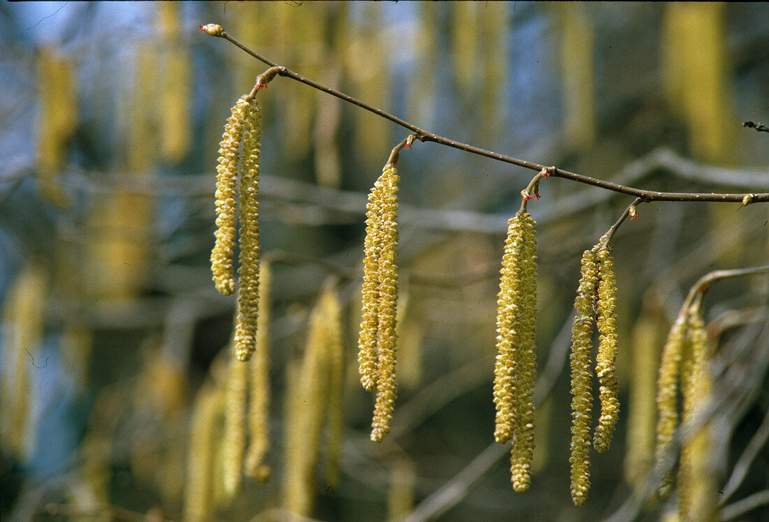 Corylus avellana hazel catkin