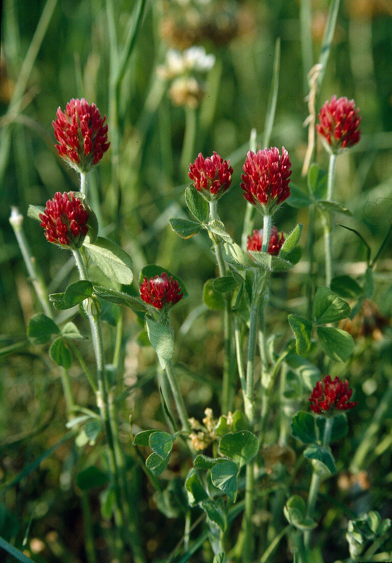 Trifolium incarnatum (Scharlachklee)