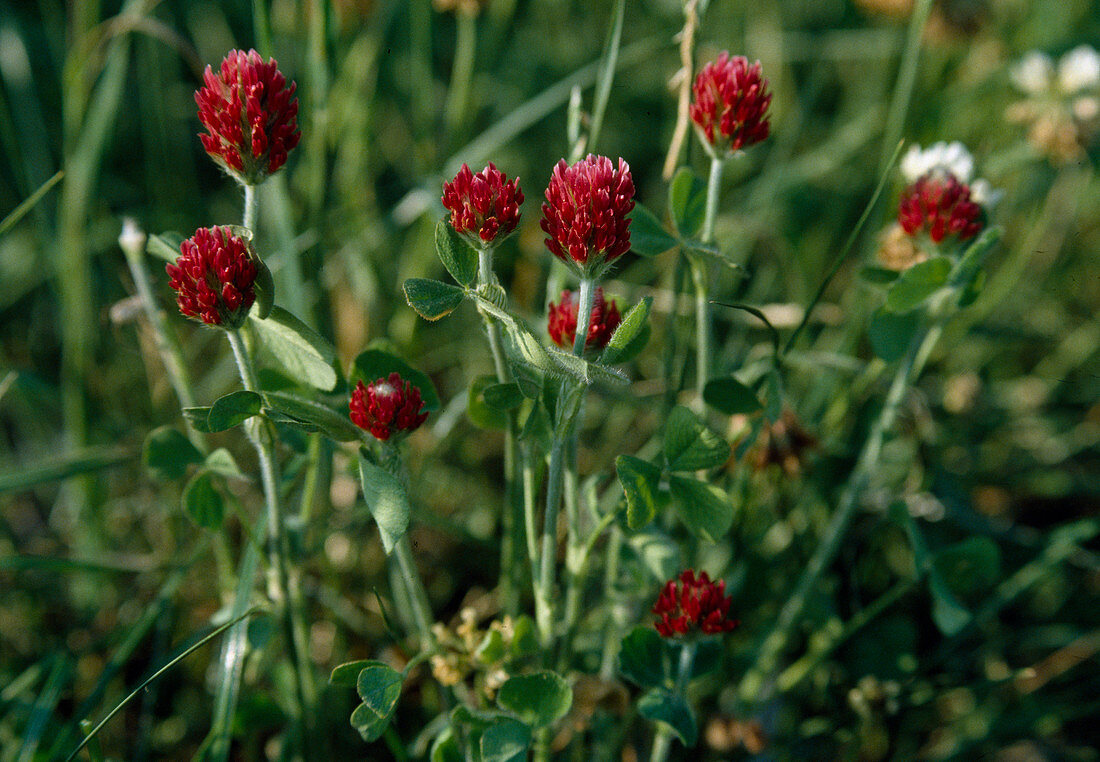 Trifolium incarnatum (Inkarnatklee)