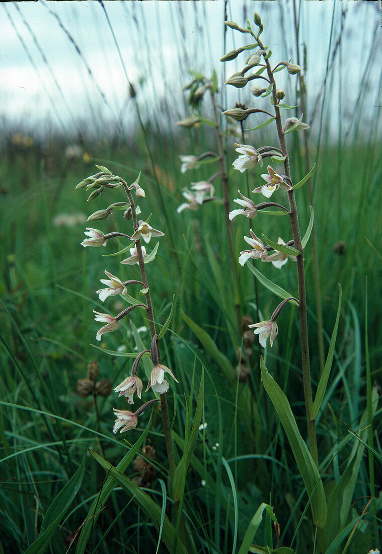 Epipactis palustris marshroot