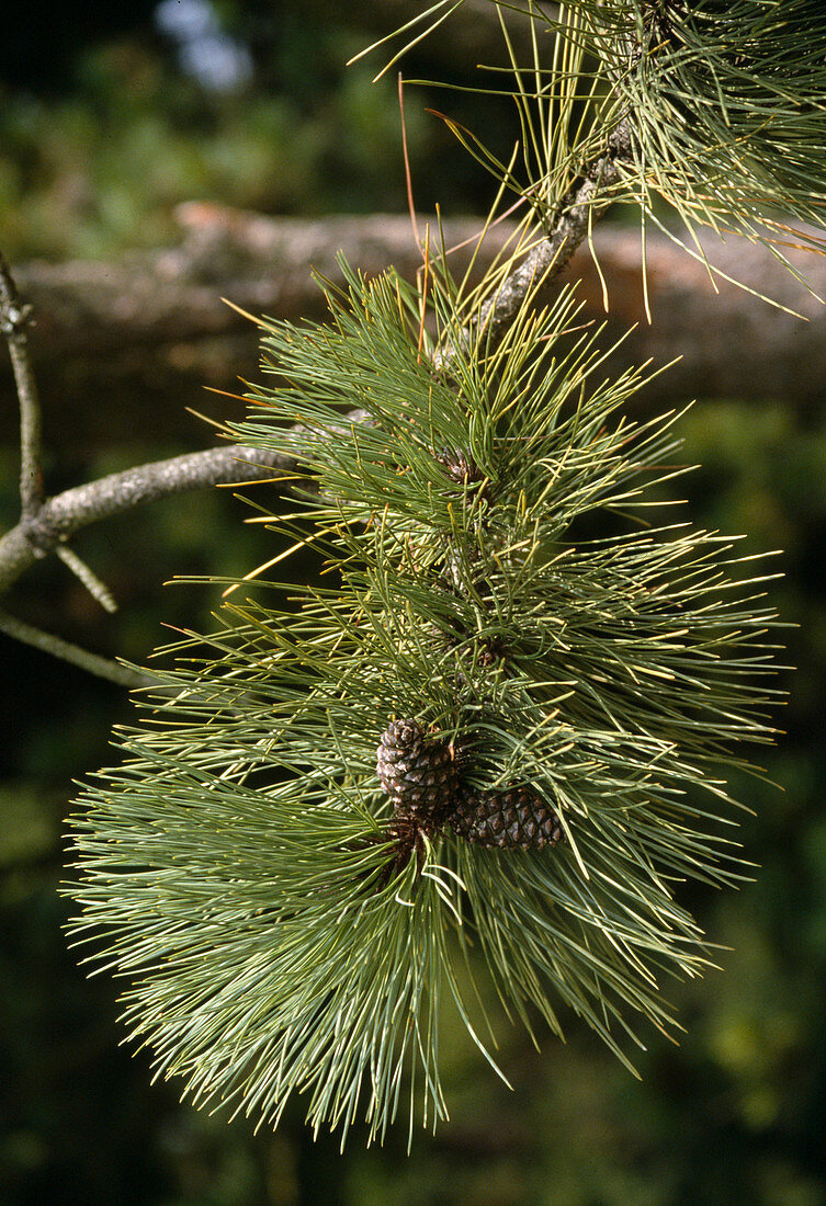 Pinus ponderosa (yellow pine, also called gold pine or ponderosa pine)