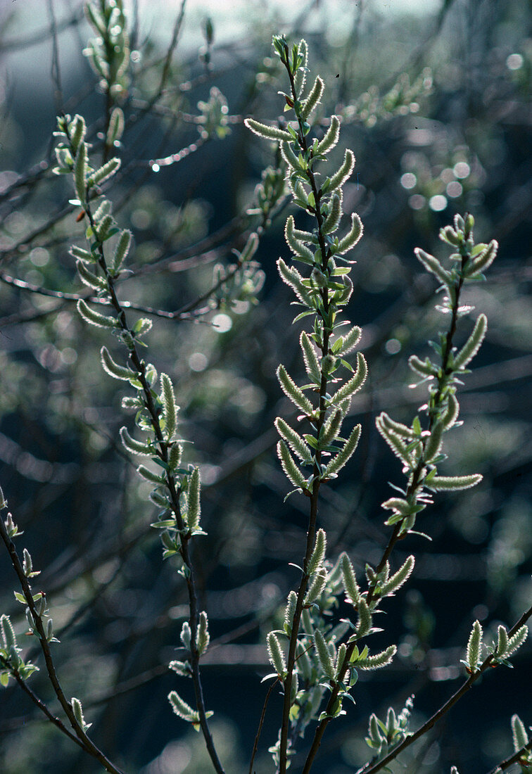 Salix fragilis (female willow catkin)