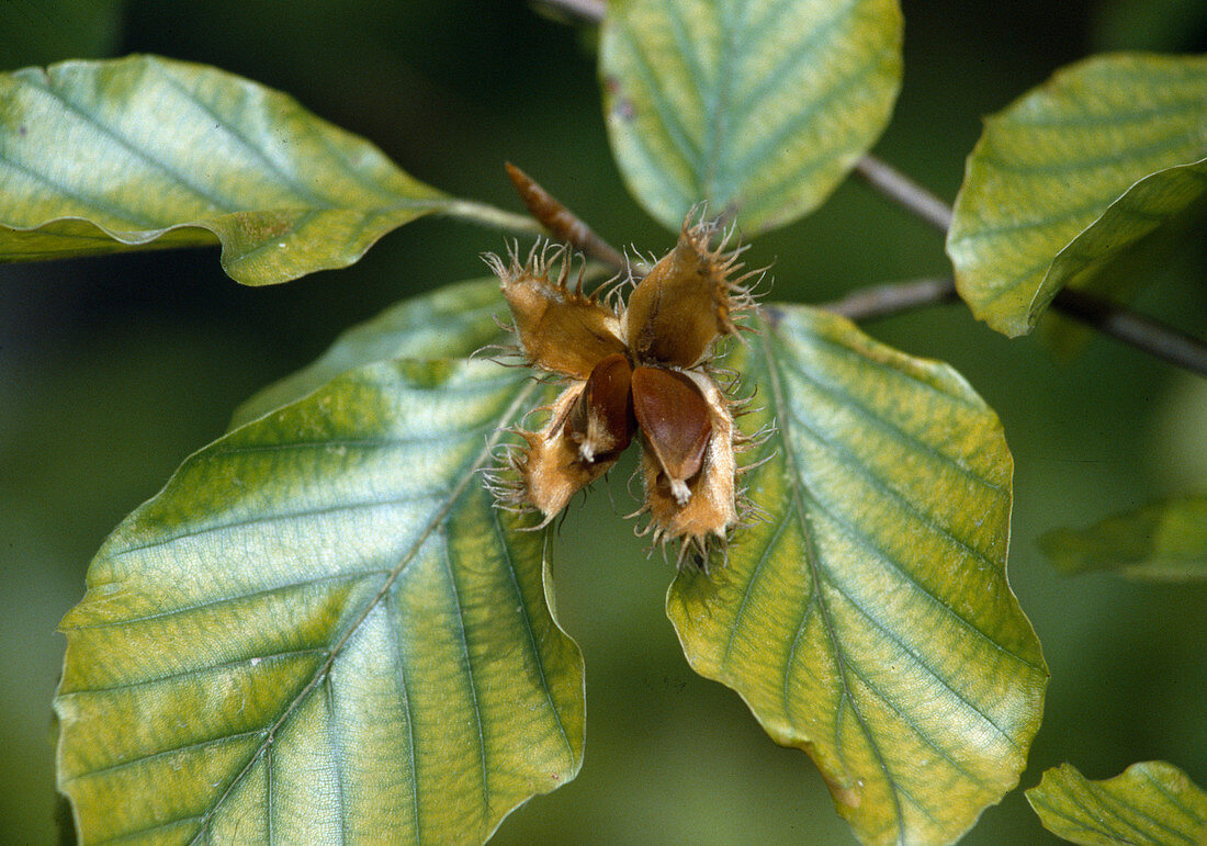 Fagus sylvatica, copper beech with beechnuts