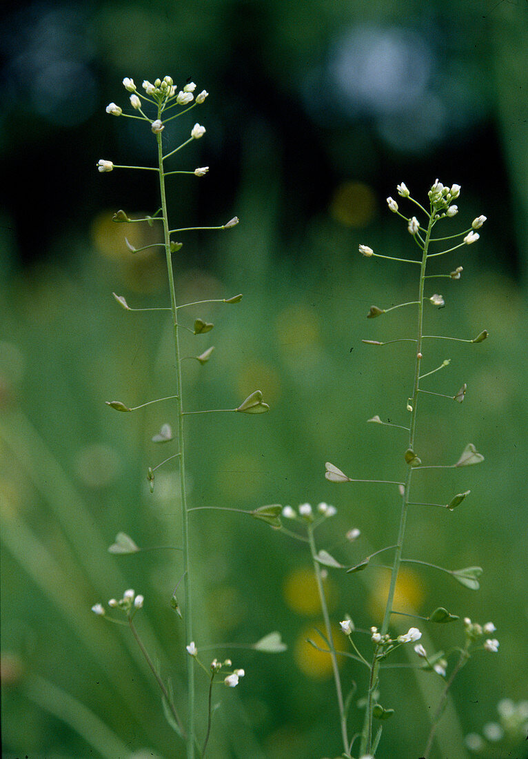 Capsella bursa-pastoris (shepherd's purse)