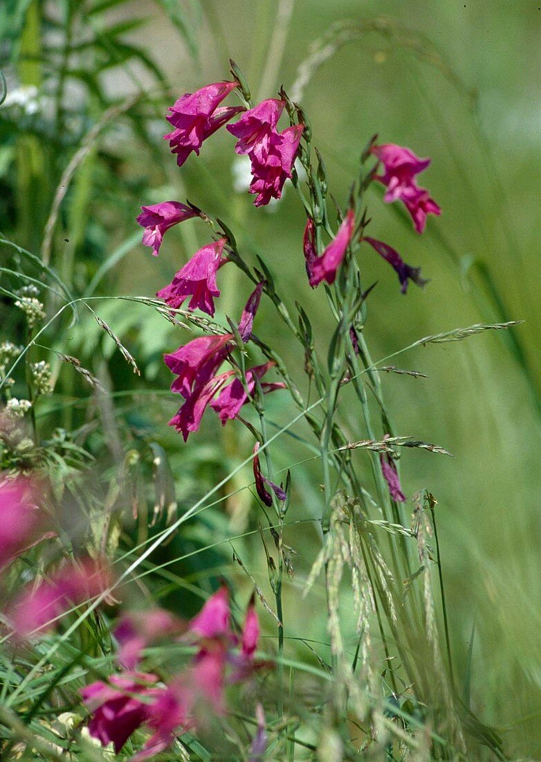 Sumpf-Gladiolen, Gladiolus palustris, Oberbayern, Deutschland
