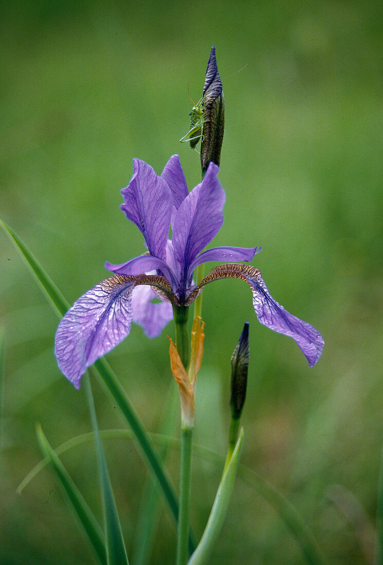 Iris sibirica (Siberian iris, meadow iris)