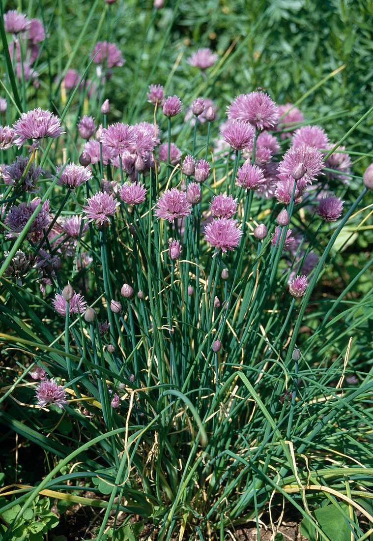 Chives (Allium schoenoprasum)