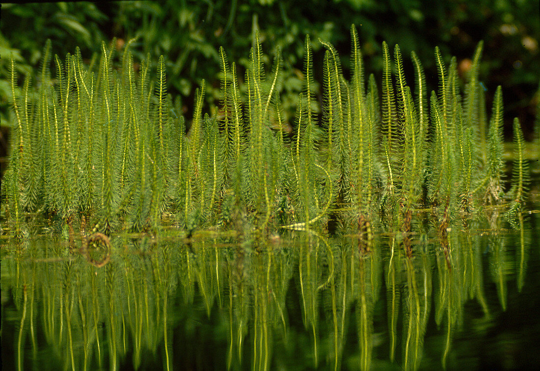 Hippuris vulgaris, fir frond