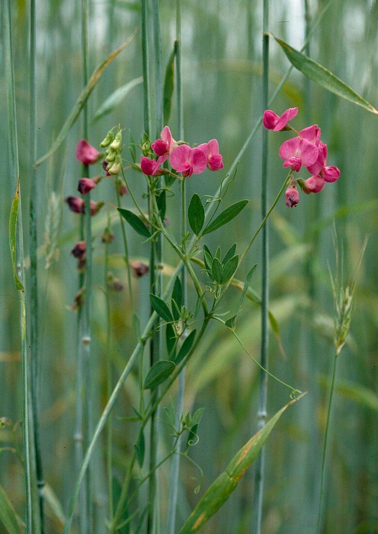Tuberous vetchling (Lathyrus tuberosus) grows by the wayside or in fields
