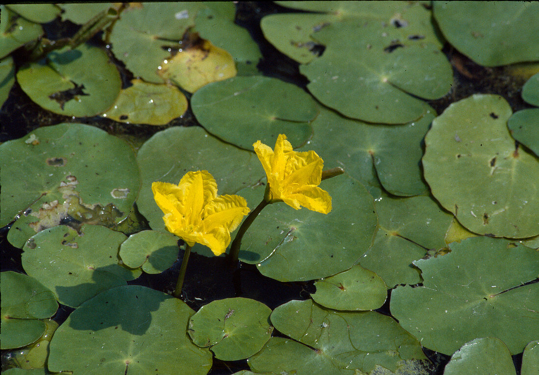 Nymphoides peltata, sea pot