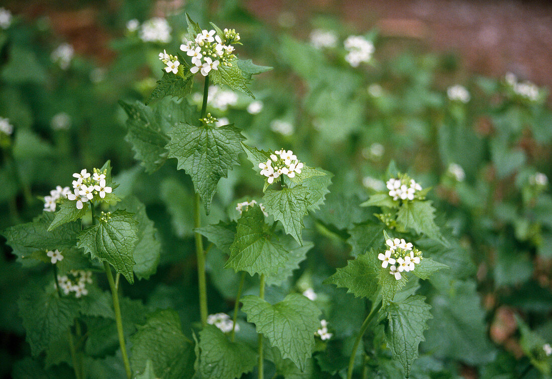 Alliaria petiolata, garlic rocket