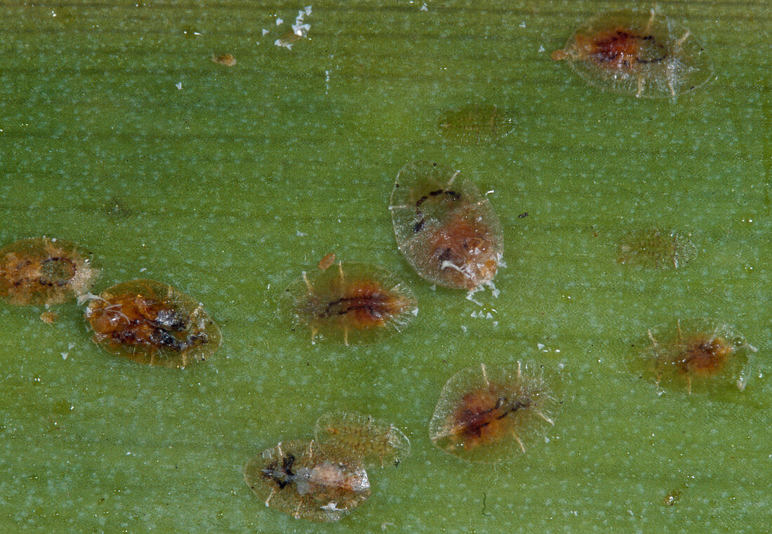 Scale insects on the underside of leaves