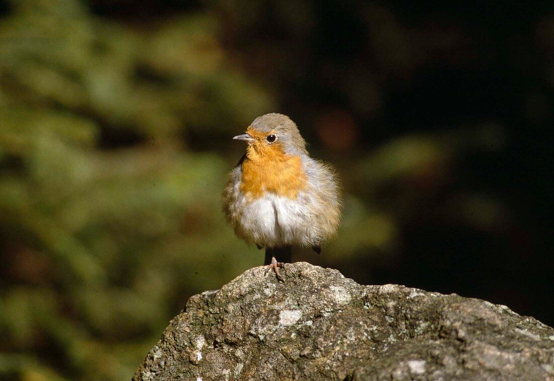 Robin (Erithacus rubecula)