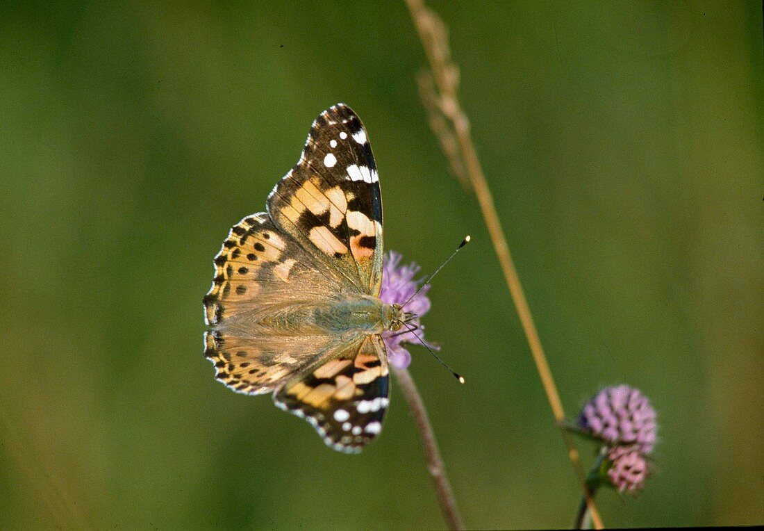 Thistle butterfly (Vanessa cardui; Syn.: Cynthia cardui).