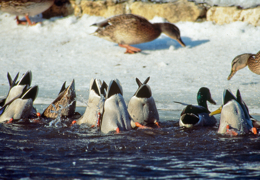 Gruendelnde Stockenten (Anas platyrhynchos)