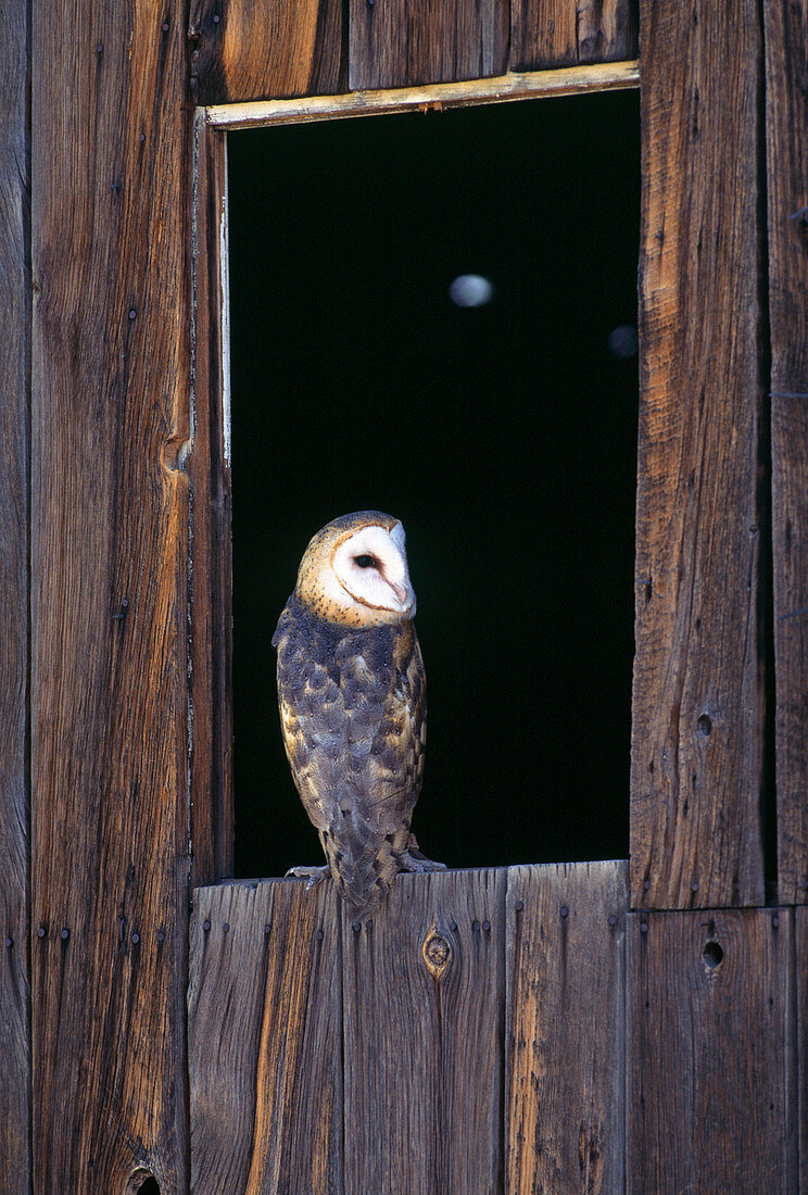 Schleiereule (Tyto alba)