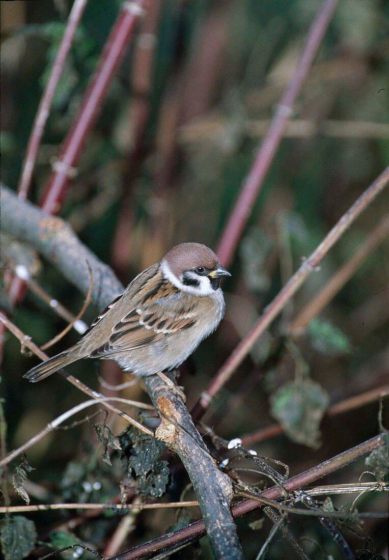 Tree sparrow (Passer montanus) on branch