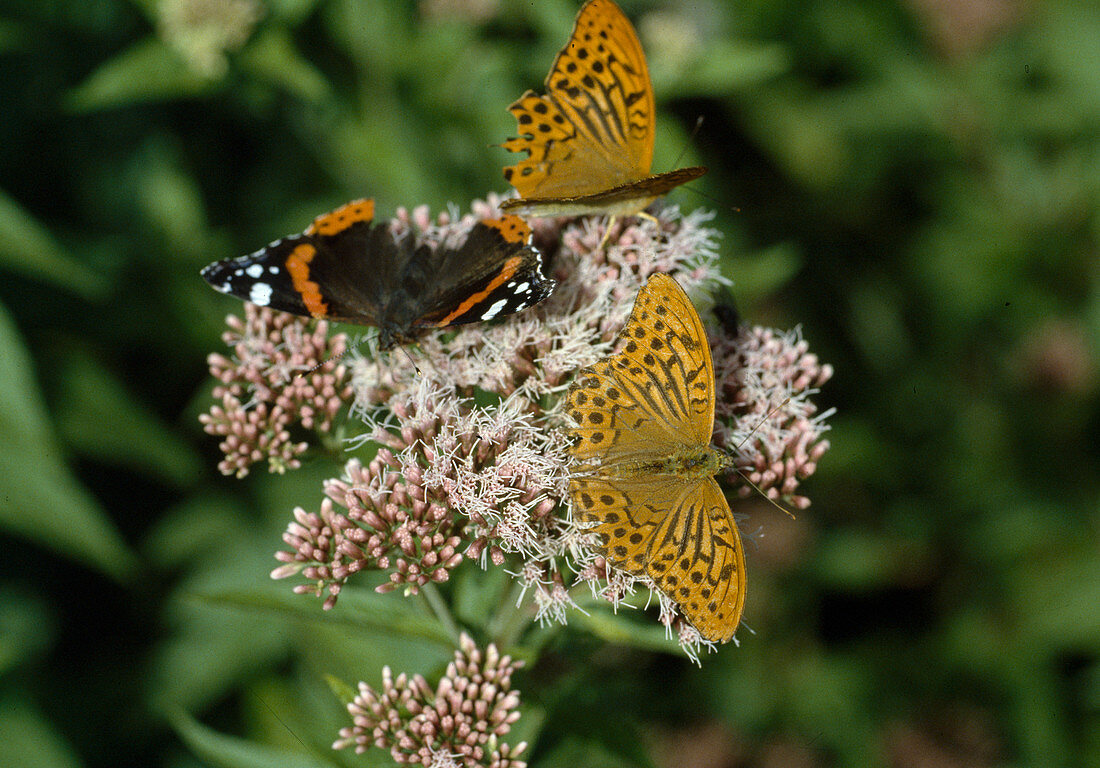 Kaisermantel (Argynnis paphia) und Admiral (Vanessa atalanta) auf Blüte von Eupatorium (Wasserdost)