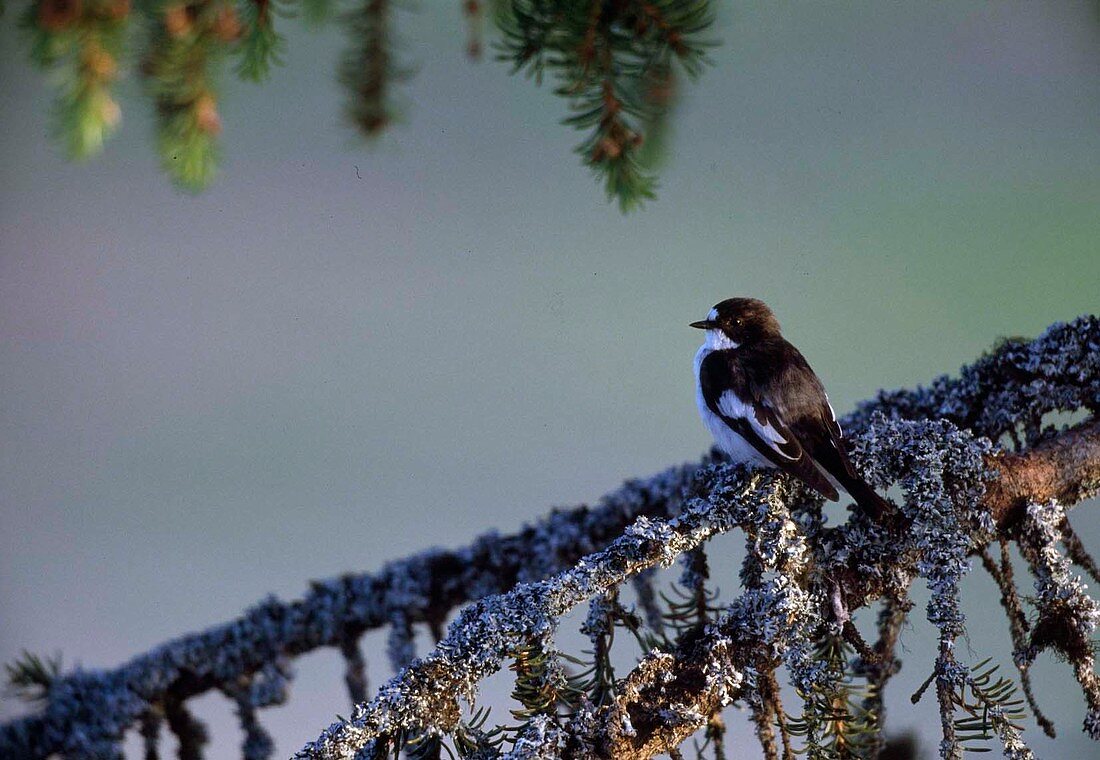 Trauerschnäpper (Ficedula hypoleuca) auf Zweig