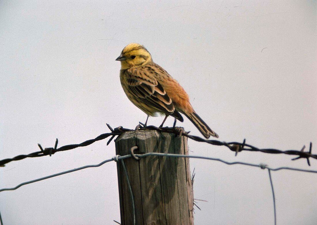 Yellowhammer (Emberiza citrinella) on fence posts