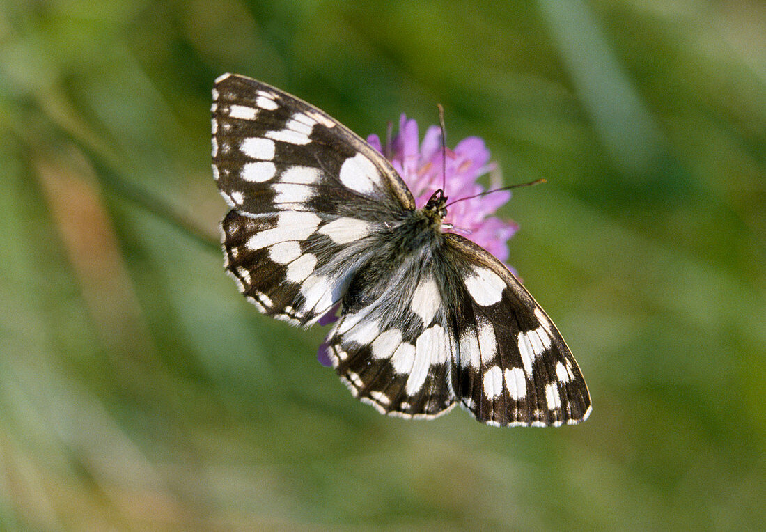 Checkered butterfly (Melanargia galathea), also called lady's board