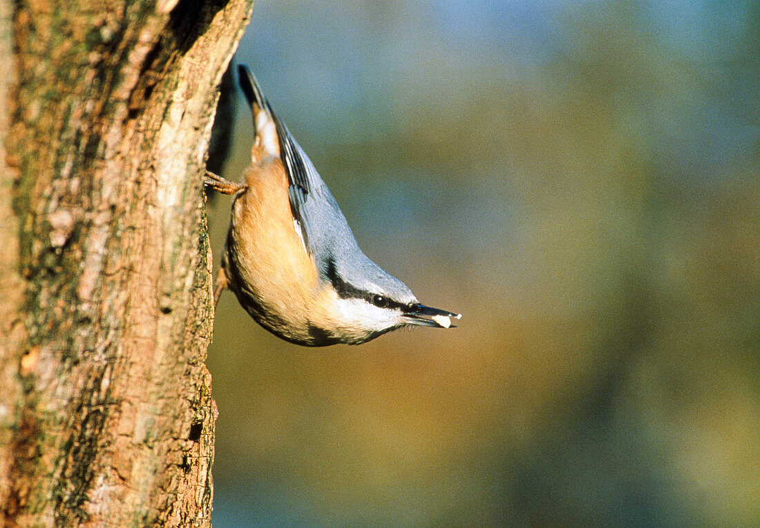 Kleiber (Sitta europaea) am Baum