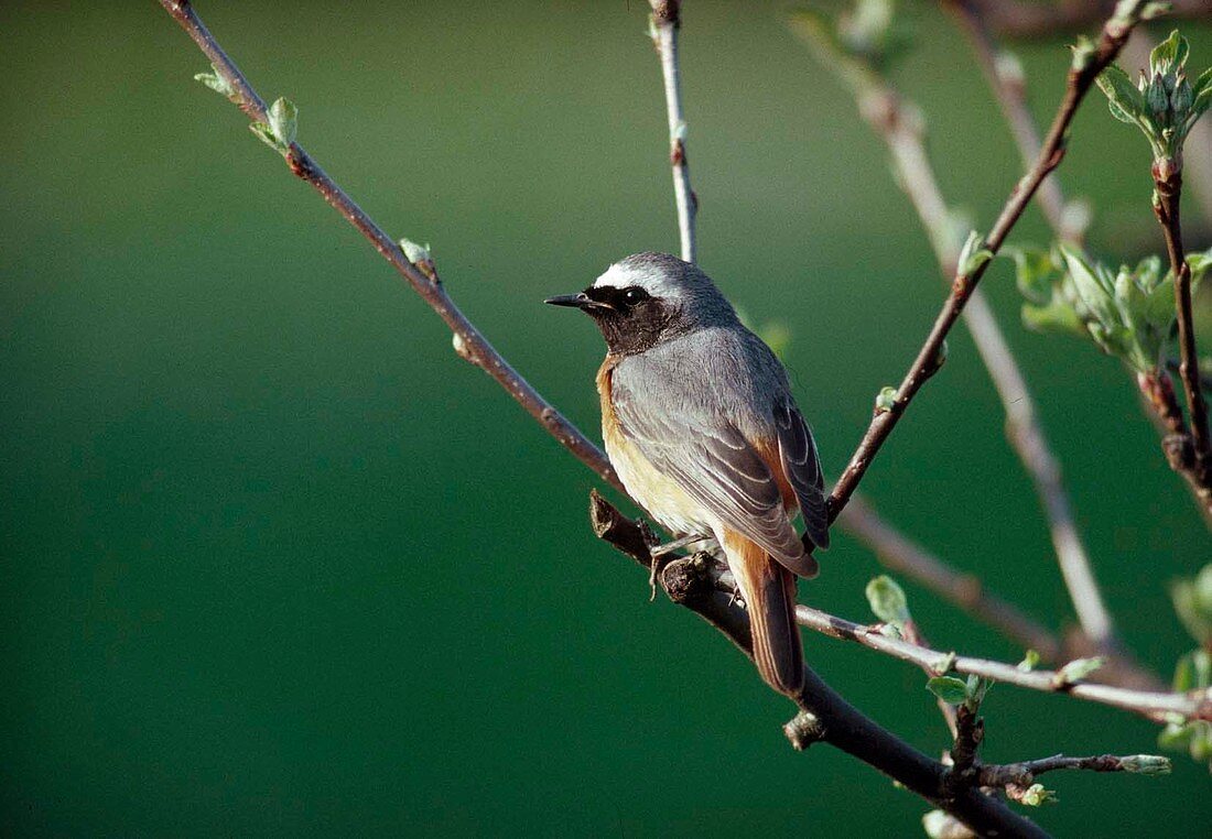 Redstart (Phoenicurus phoenicurus) on apple branch