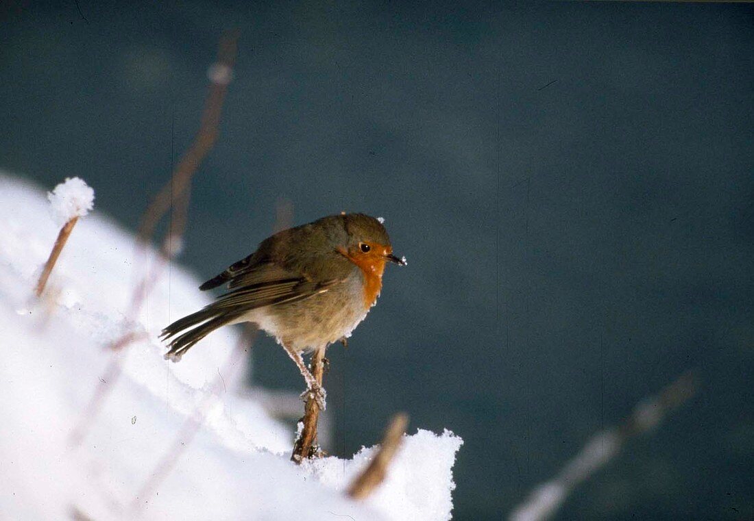 Robin (Erithacus rubecula) in the snow