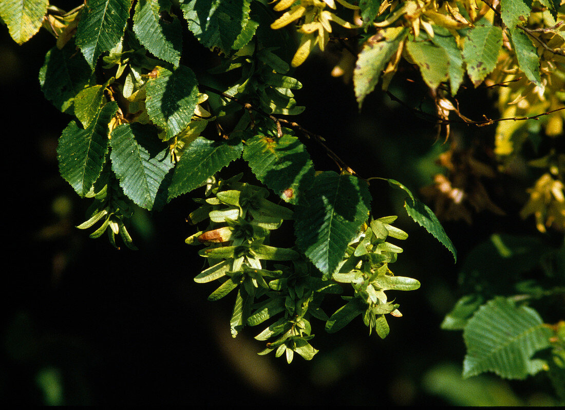 Carpinus betulus (hornbeam) - fruits