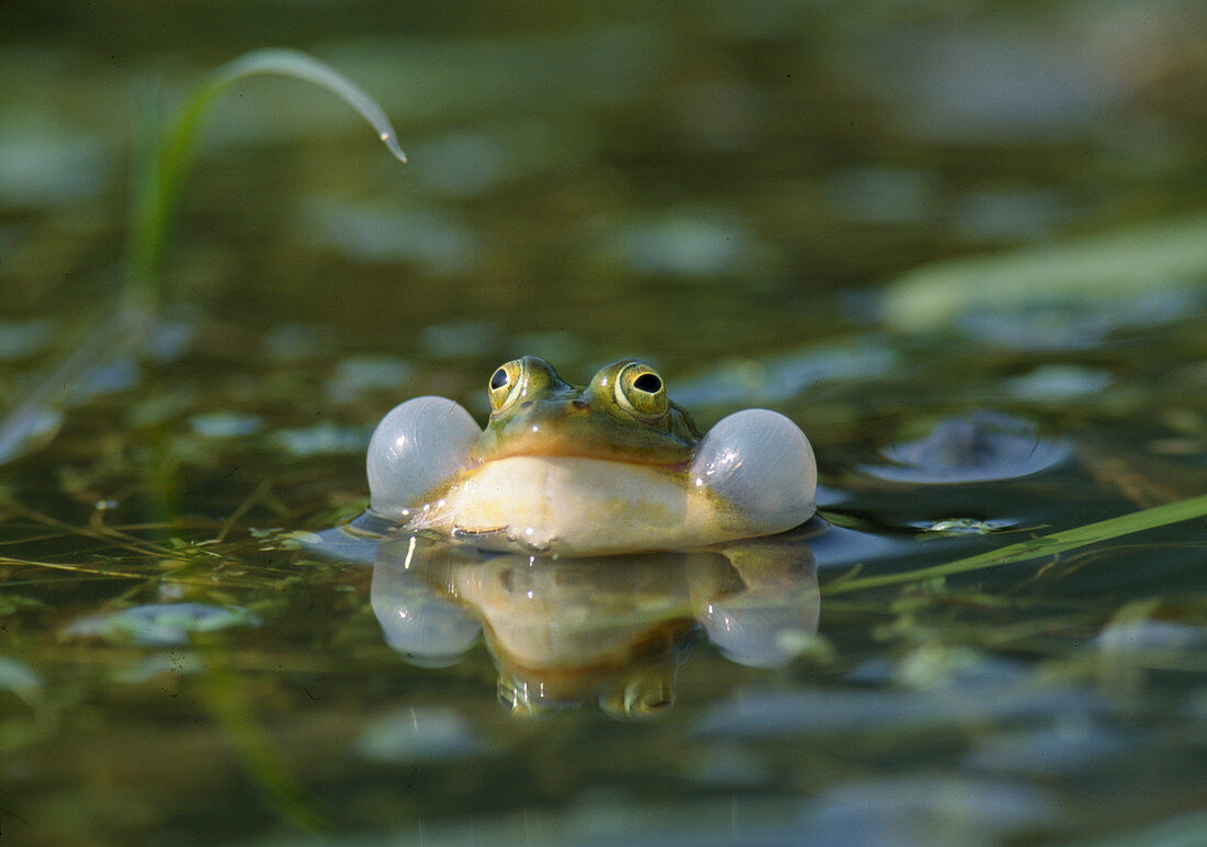 Wasserfrosch