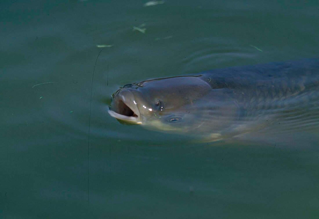 Carp (Cyprinus carpio)