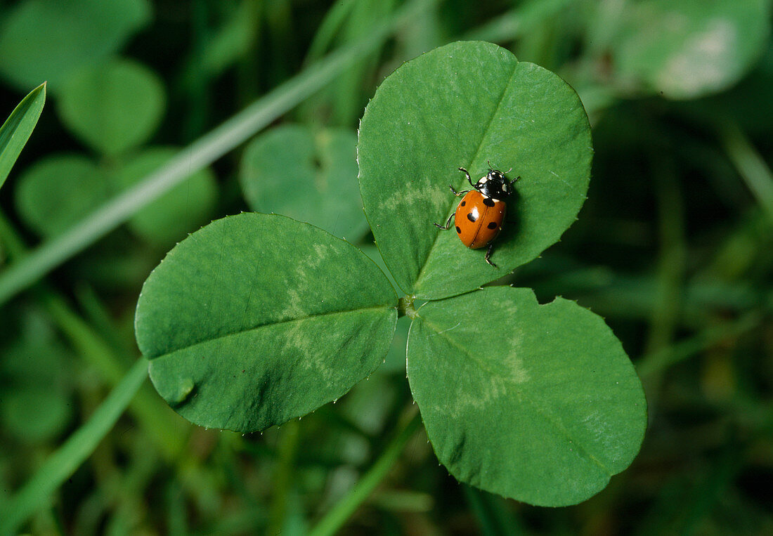 Seven-spot ladybird or seven-point on shamrock
