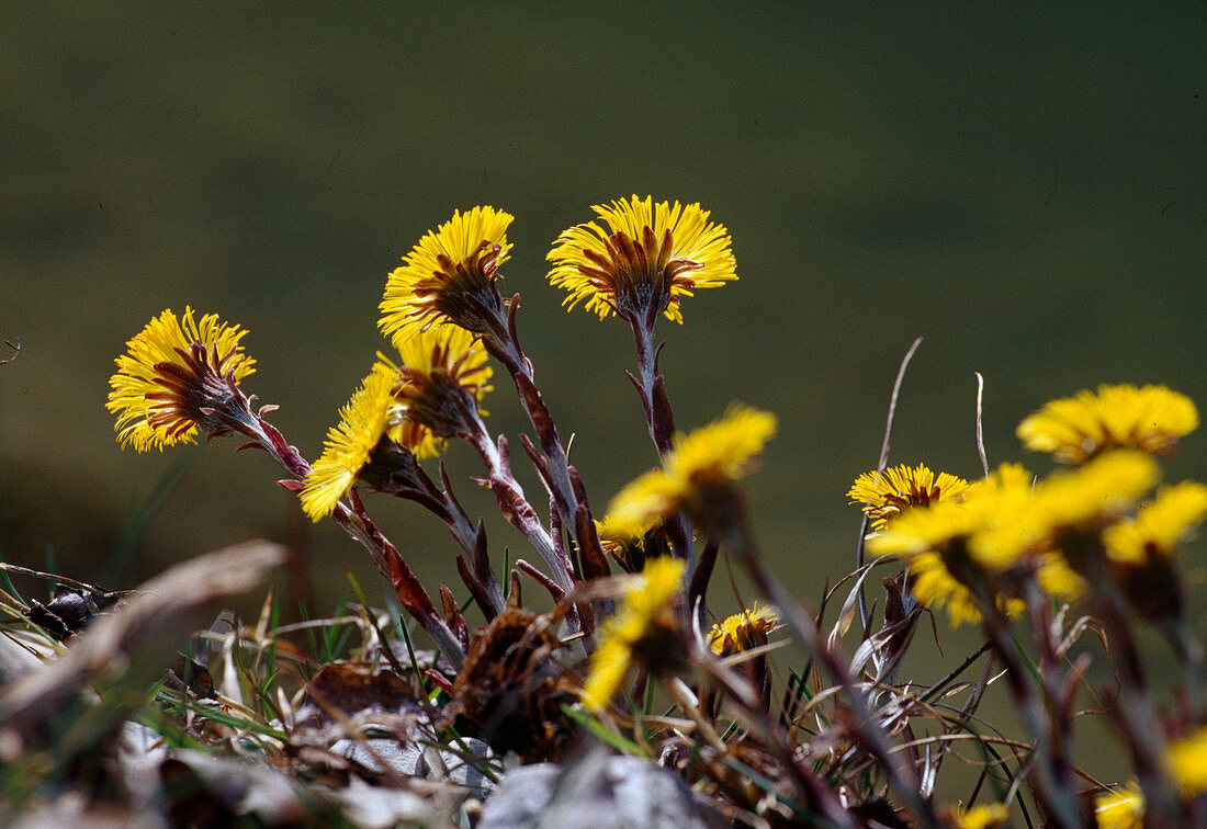 Coughwort, Tussilago farfara, Bavaria, Germany