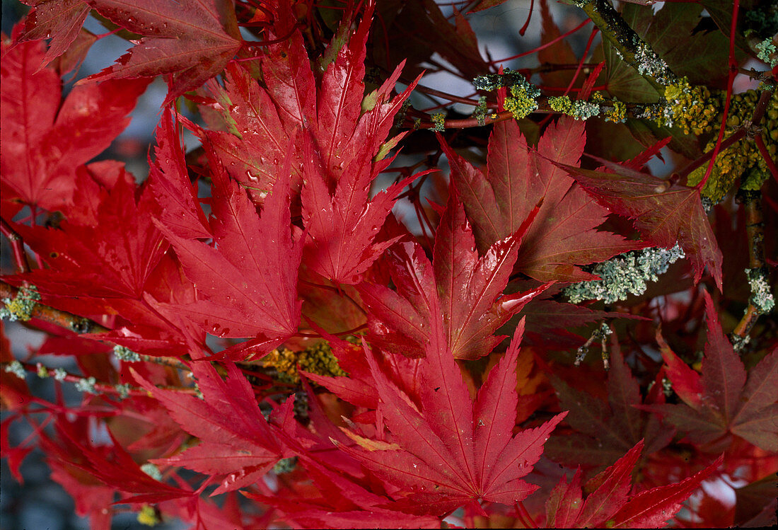 Acer palmatum (Fan maple) - autumn colours