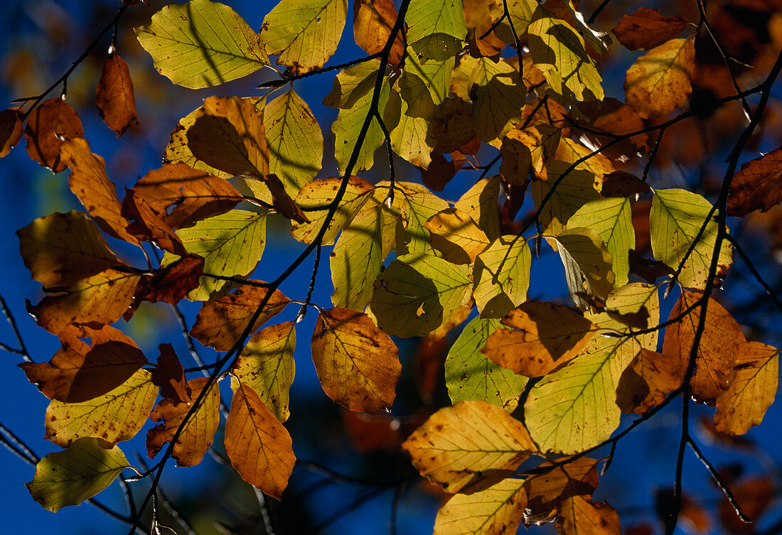 Fagus sylvatica (copper beech), leaves in autumn colours