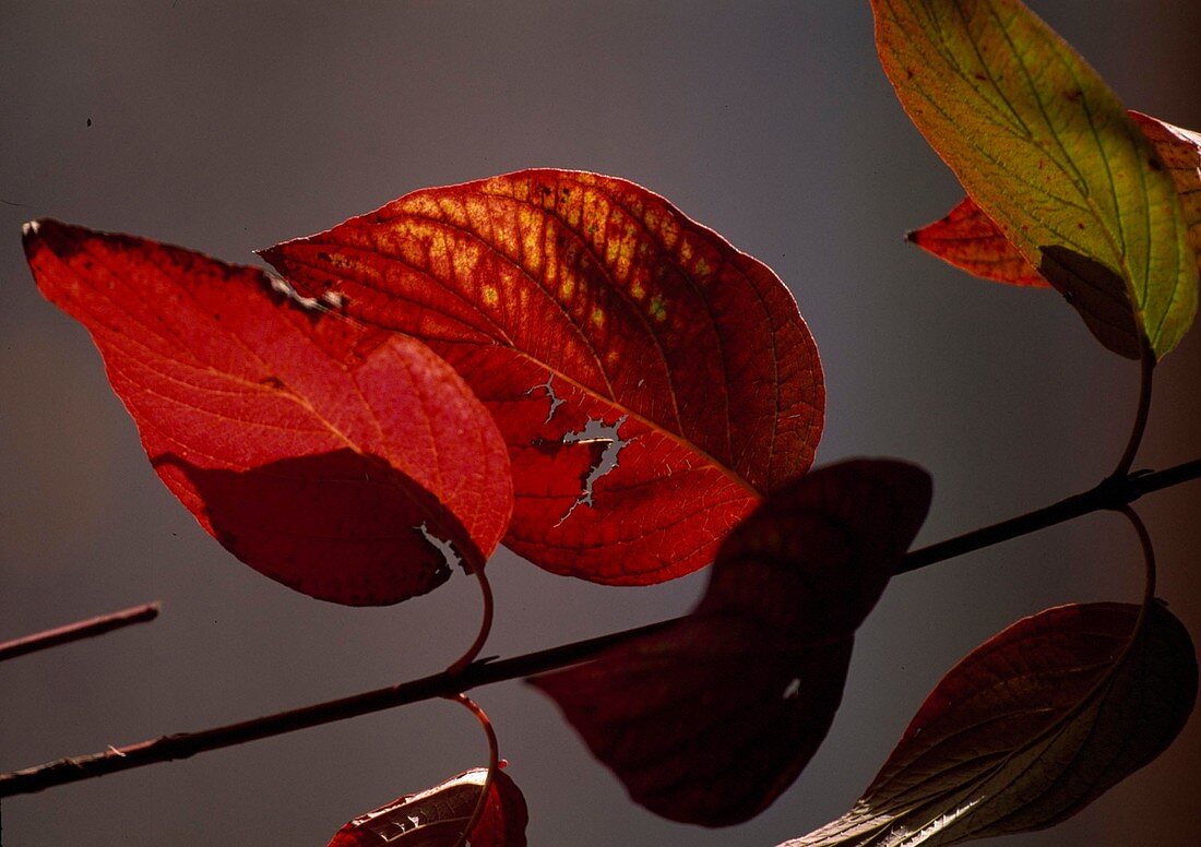 Cornus sanguinea (Red Dogwood), leaves in autumn colours