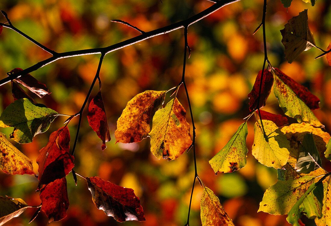 Fagus sylvatica (European beech), autumn colouring