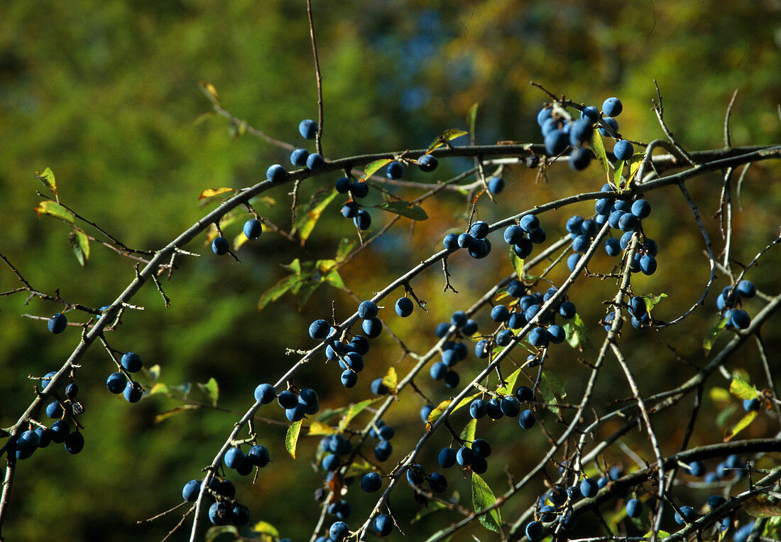 Prunus spinosa (Blackthorn), fruits