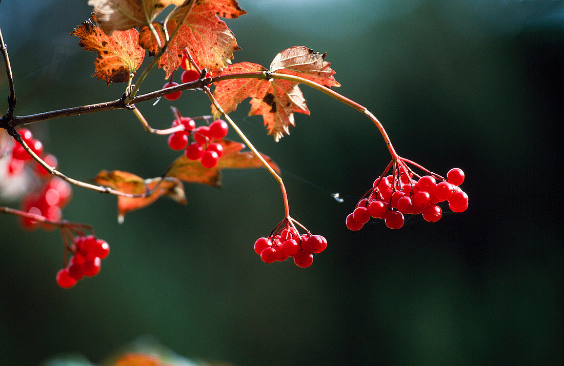 Viburnum opulus (Common Snowball), fruits