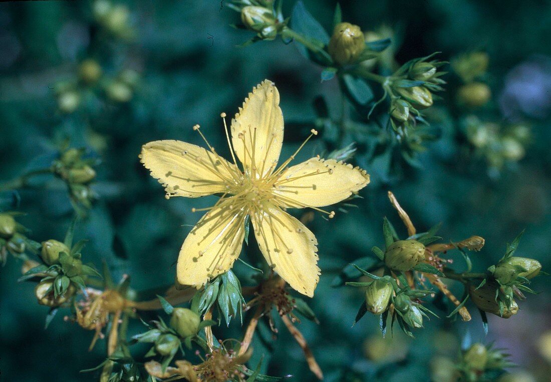 Hypericum perforatum (Johanniskraut, Tüpfel-Hartheu)